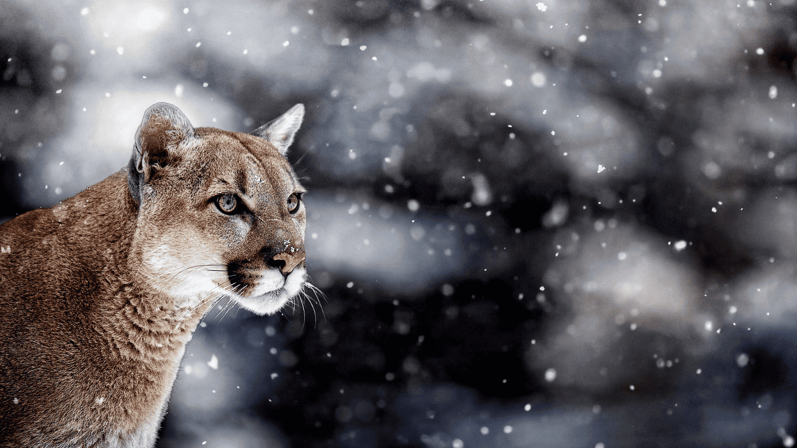 American Danger Zone: 11 Deadly Animals in North America 4 Mountain Lion