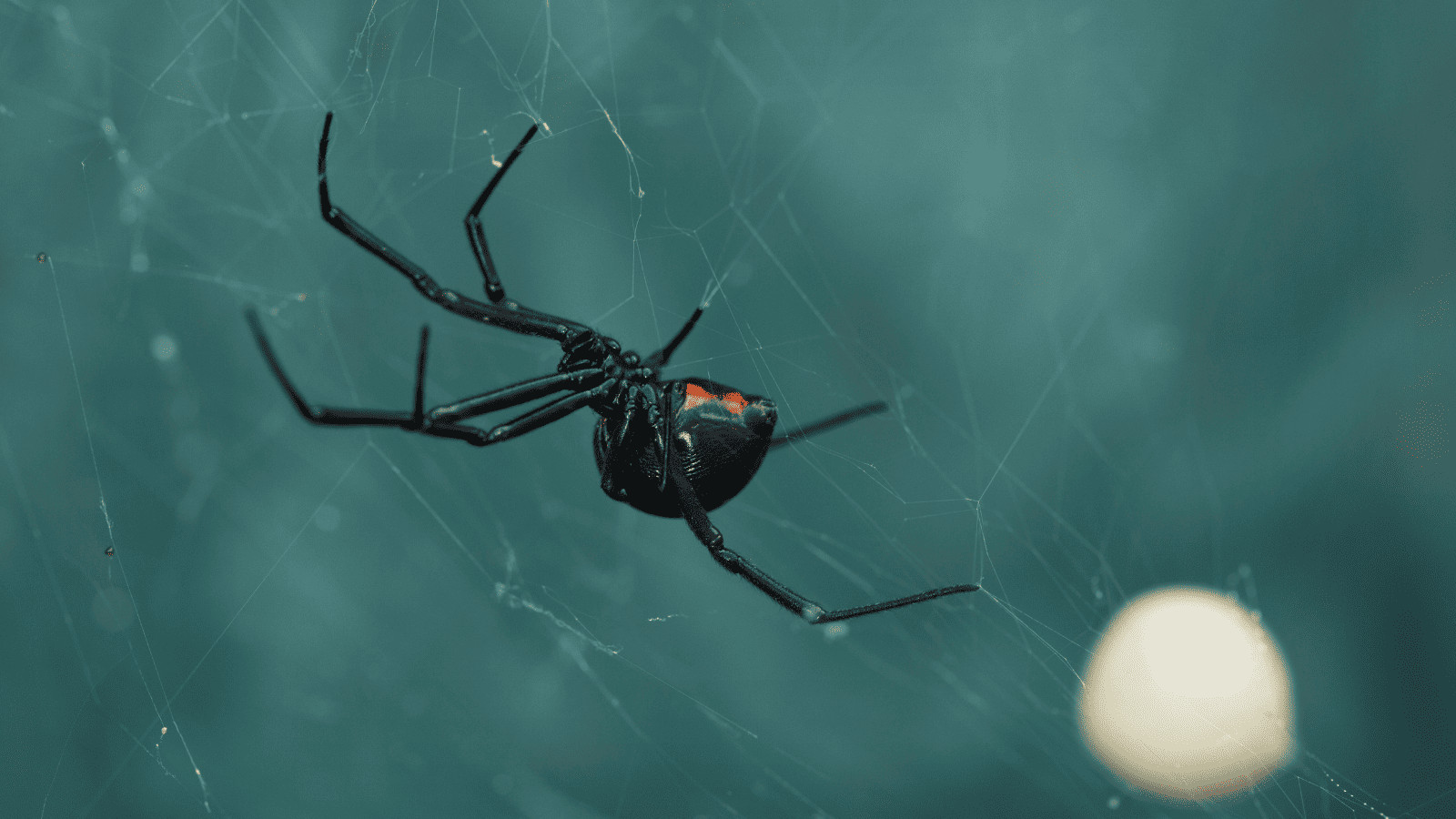 American Danger Zone: 11 Deadly Animals in North America 5 Black Widow Spider