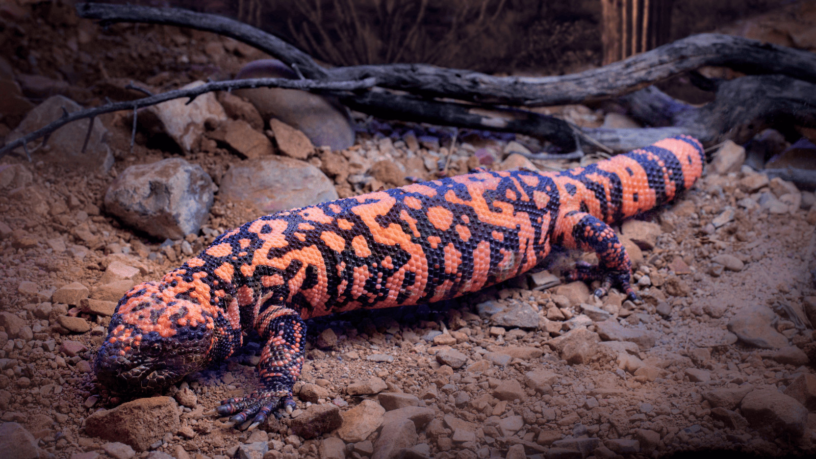 American Danger Zone: 11 Deadly Animals in North America 7 Gila Monster