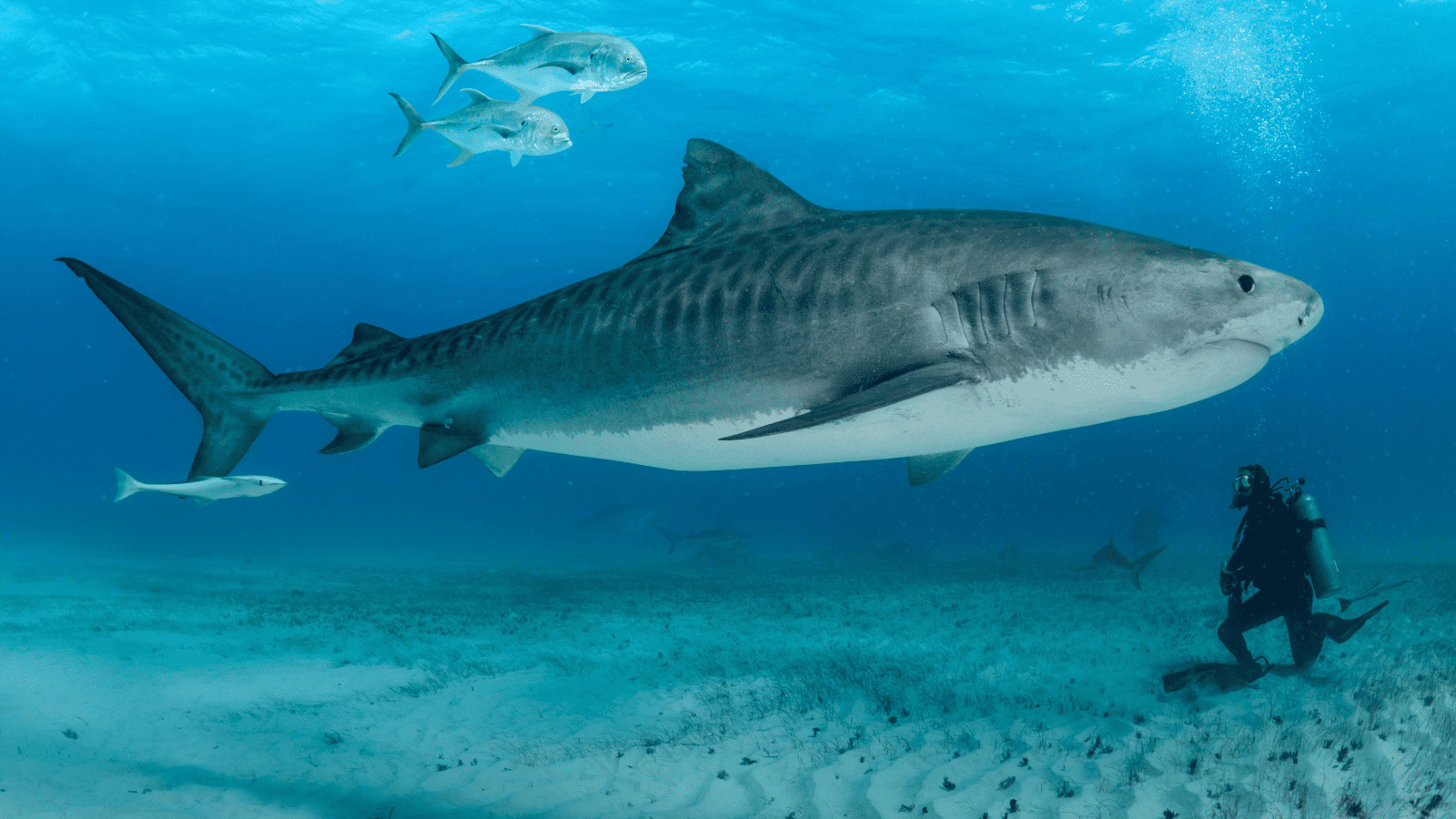 Shark and diver