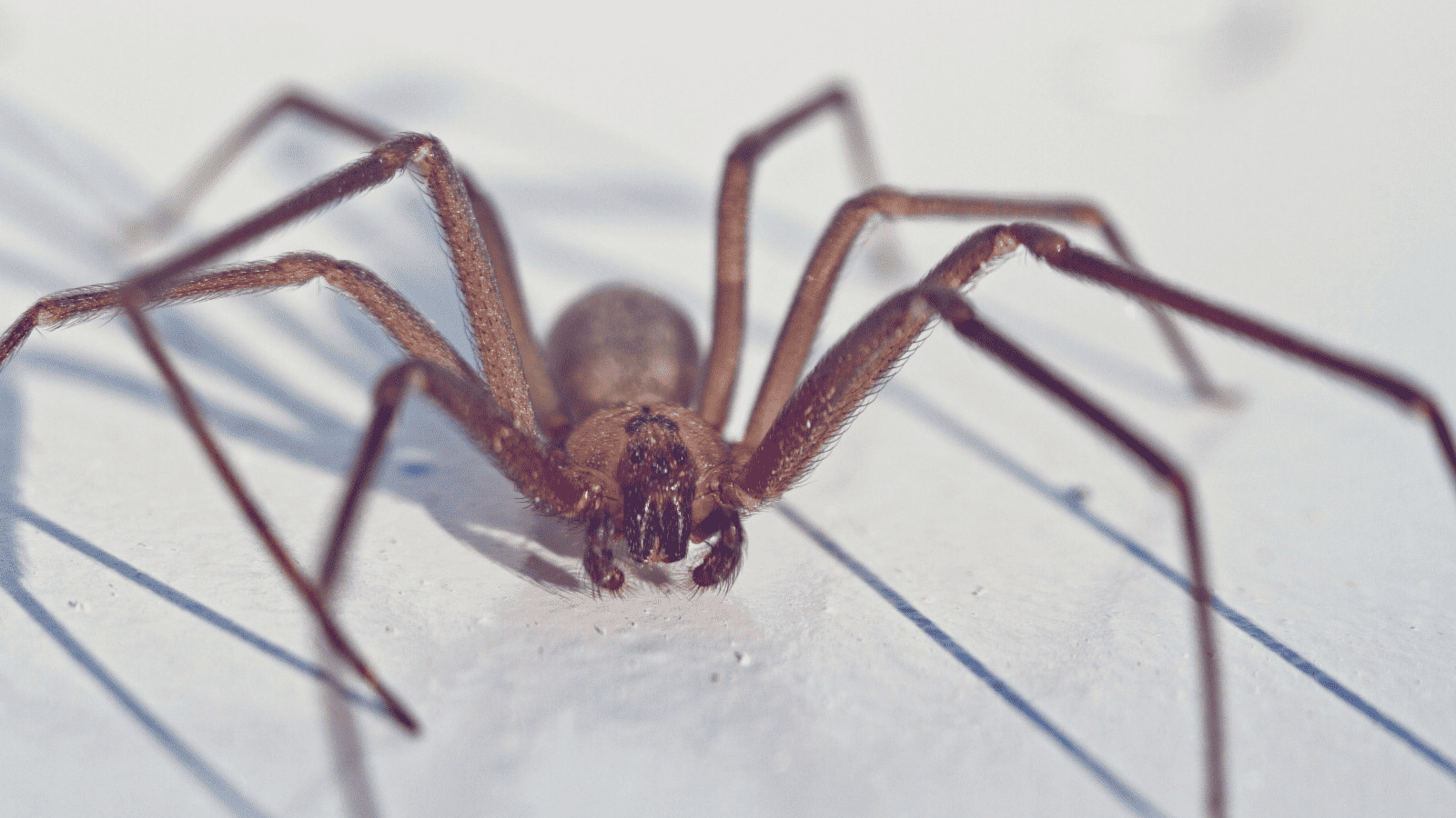 American Danger Zone: 11 Deadly Animals in North America 8 North American Brown Recluse Spider