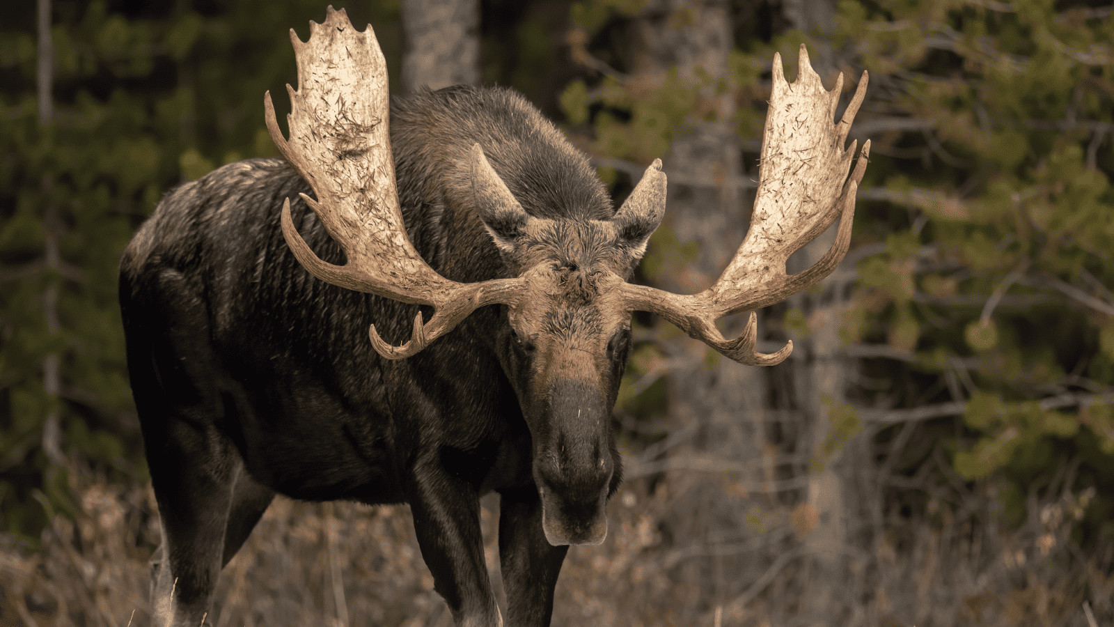 American Danger Zone: 11 Deadly Animals in North America 9 Moose