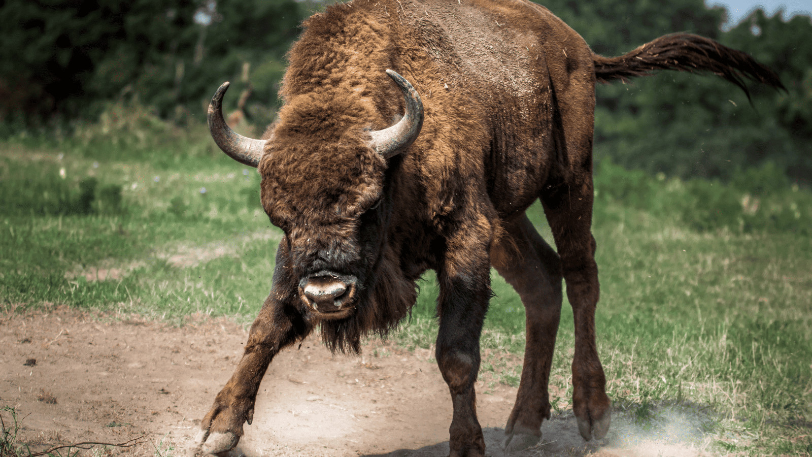American Danger Zone: 11 Deadly Animals in North America 10 Bison