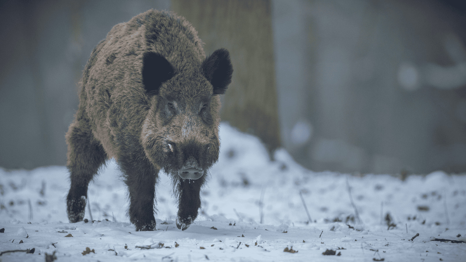 American Danger Zone: 11 Deadly Animals in North America 11 Wild Boar