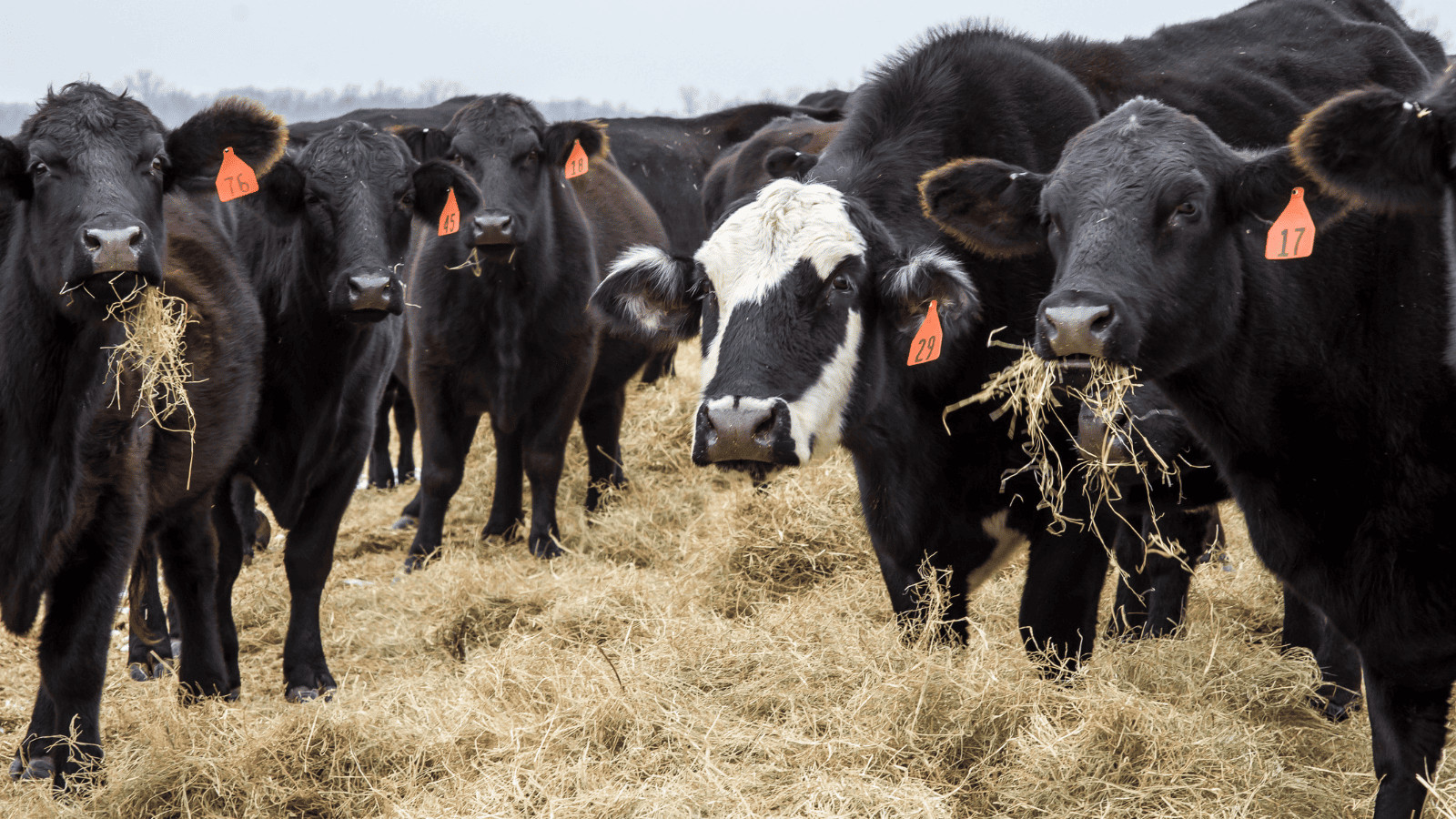 Cattle Prods