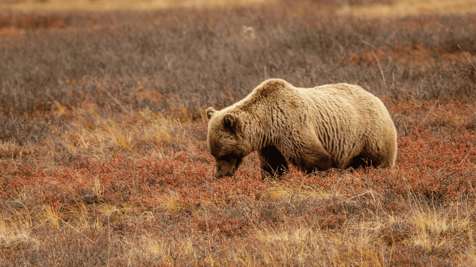 10 Spectacular Destinations for Wildlife Enthusiasts 9 Denali National Park Alaska USA