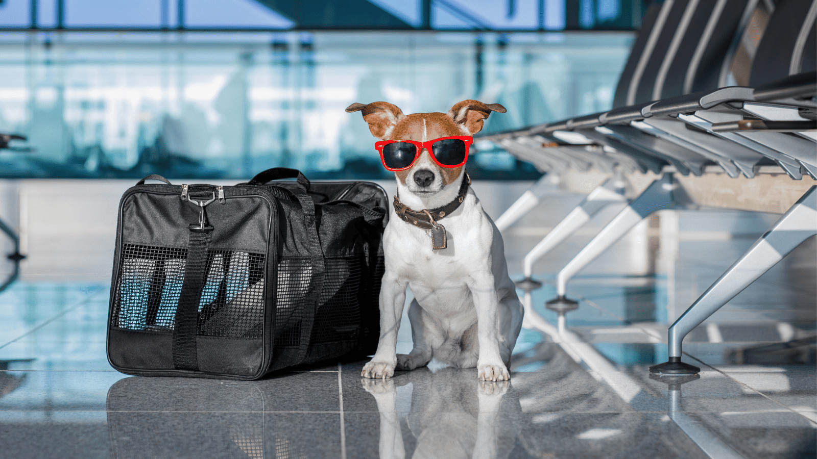 Flying with Fido? 10 Tips for Air Travel With Pets 8 Dog Flying Airport
