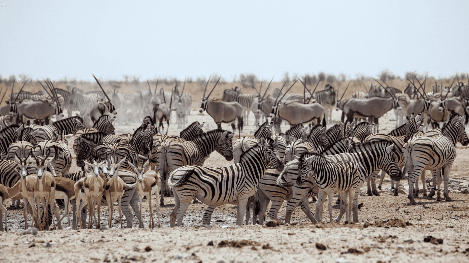 10 Spectacular Destinations for Wildlife Enthusiasts 3 Etosha National Park Namibia