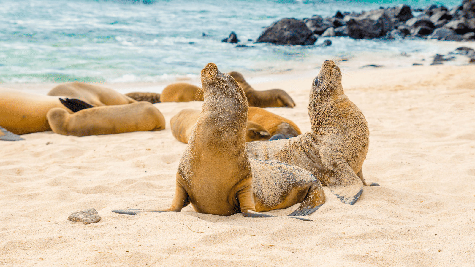 10 Spectacular Destinations for Wildlife Enthusiasts 6 Galapagos Islands Ecuador