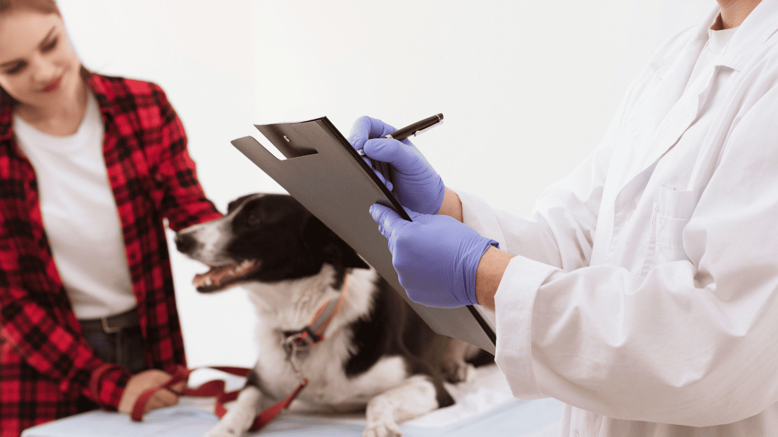 Flying with Fido? 10 Tips for Air Travel With Pets 3 Dog at Vet Appointment