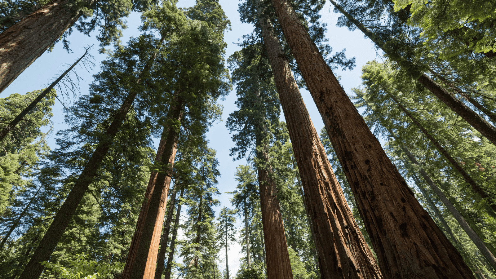 Giant Redwoods
