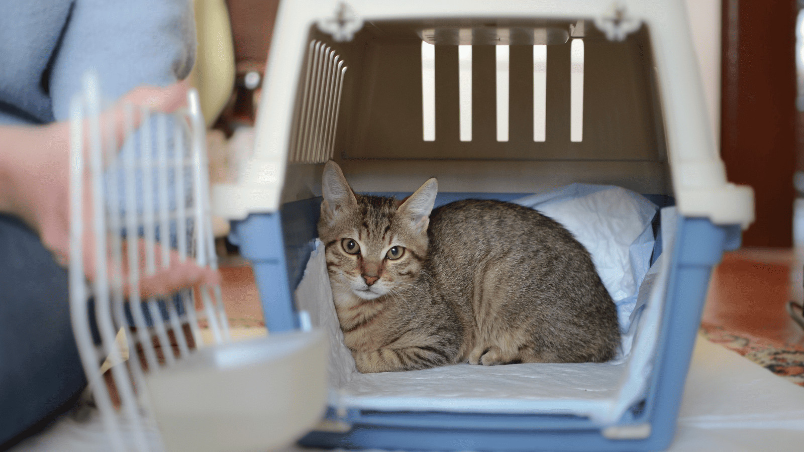 Flying with Fido? 10 Tips for Air Travel With Pets 5 Cat in Pet Carrier