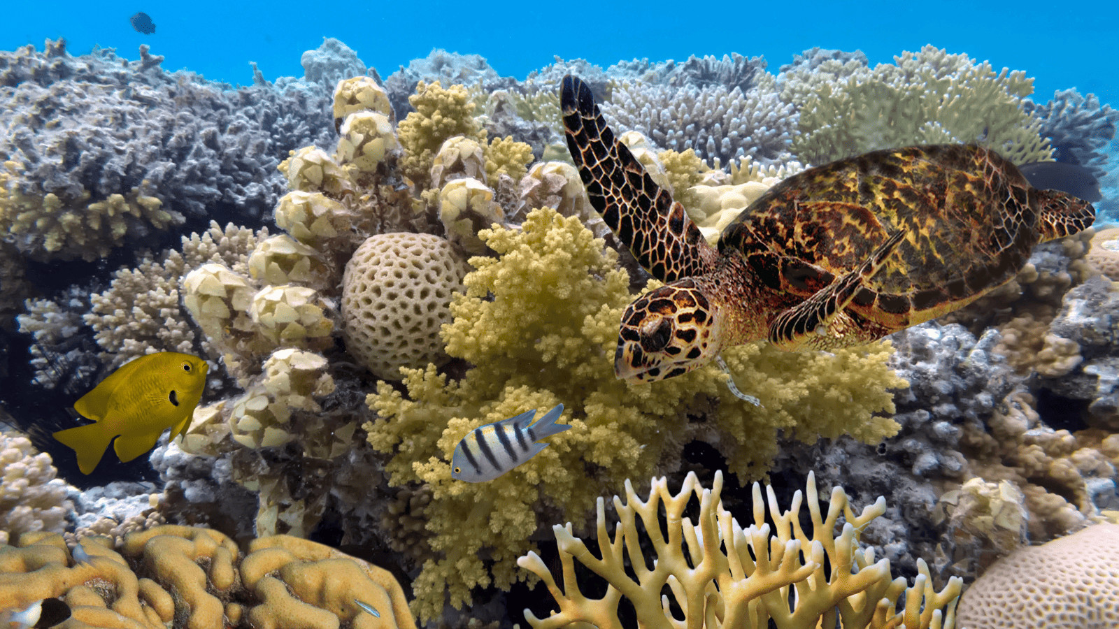 10 Spectacular Destinations for Wildlife Enthusiasts 5 Great Barrier Reef Queensland Australia