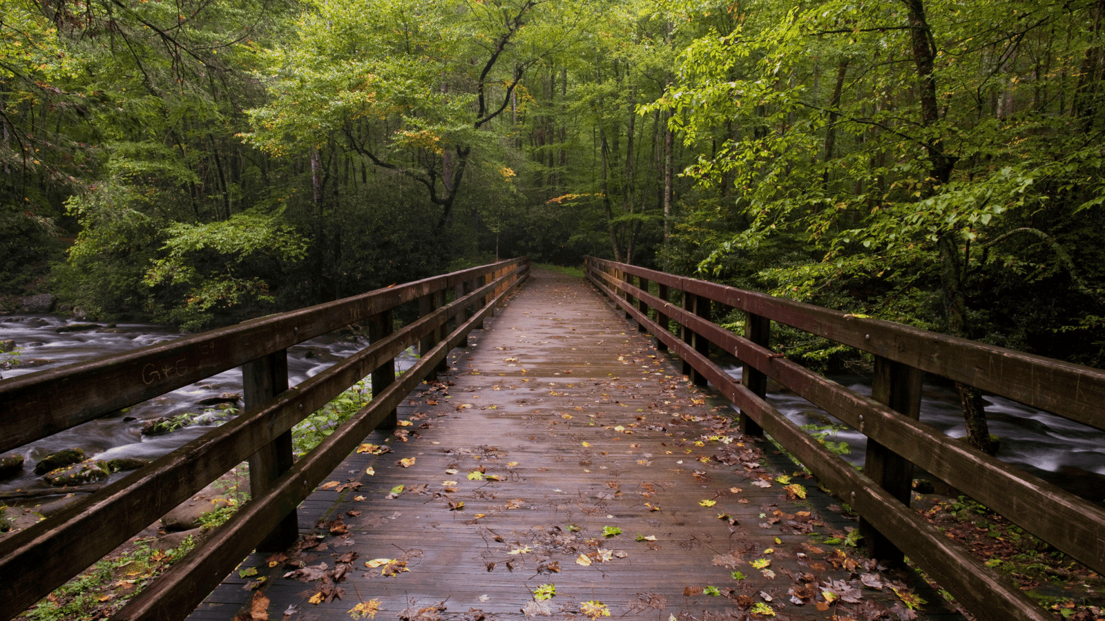 12 Unmissable US Cities for Breathtaking Fall Foliage 9 Great Smoky Mountains, Tennessee