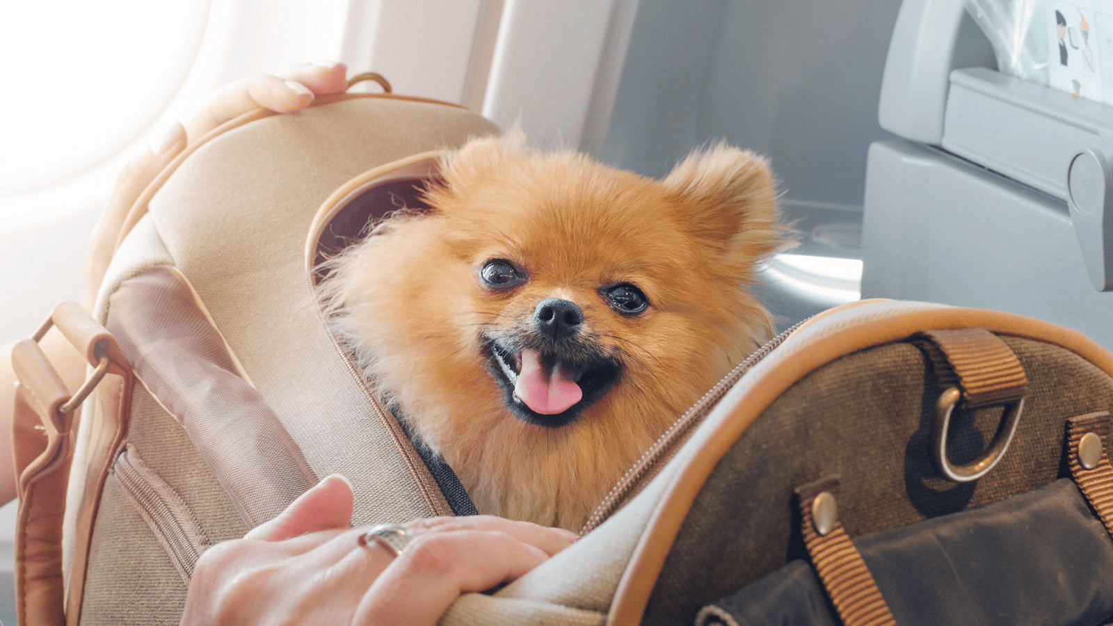 Flying with Fido? 10 Tips for Air Travel With Pets 10 Happy Dog on Plane