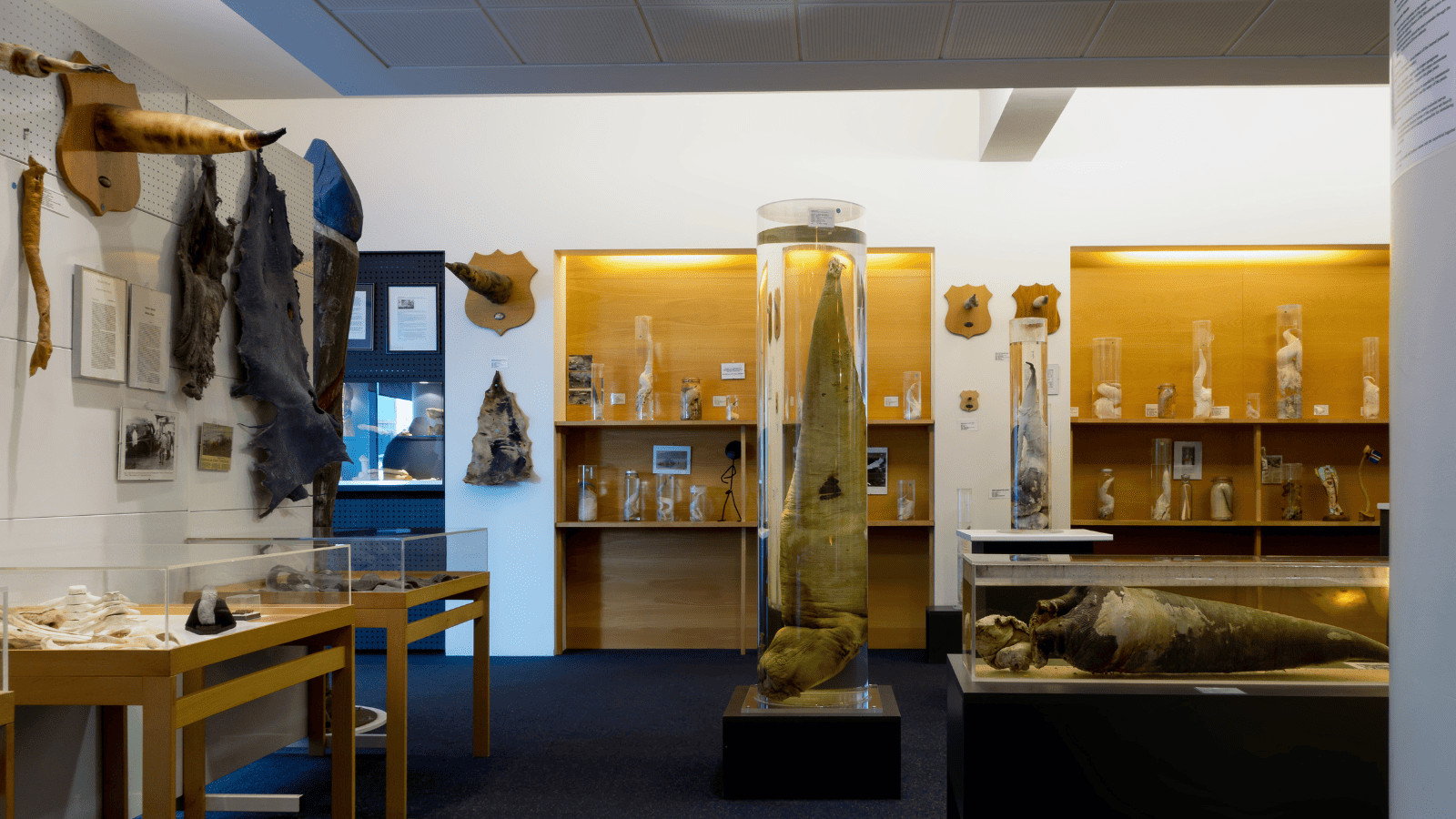 10 Bizarre Tours You Won't Believe Actually Exist 9 Icelandic Phallological Museum