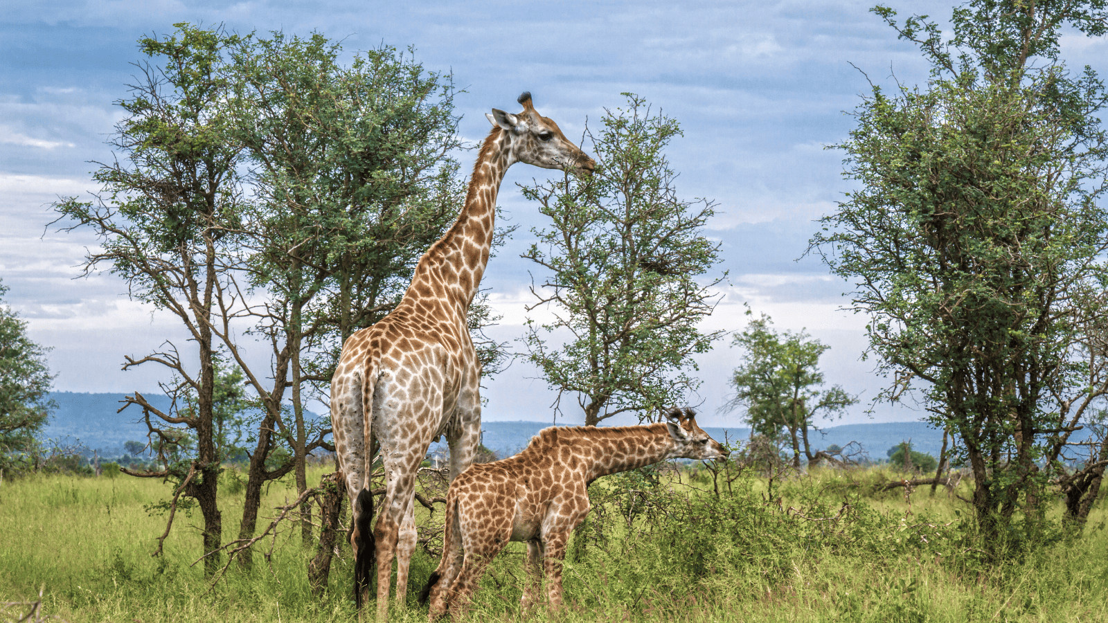 10 Spectacular Destinations for Wildlife Enthusiasts 1 Kruger National Park South Africa