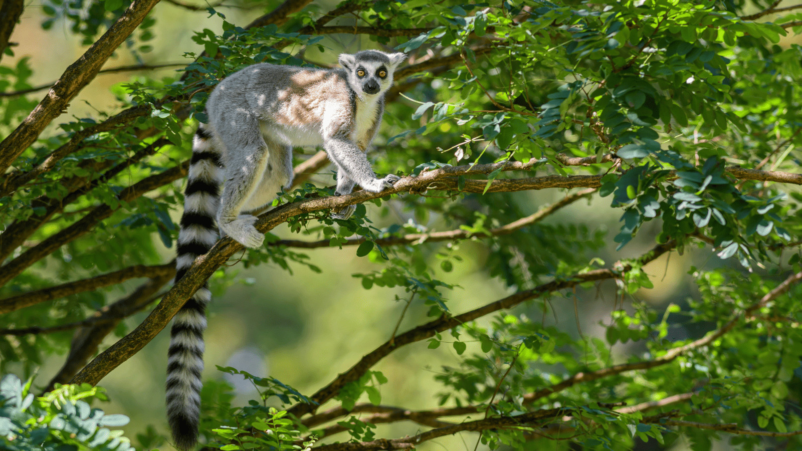 10 Spectacular Destinations for Wildlife Enthusiasts 7 Madagascar 1