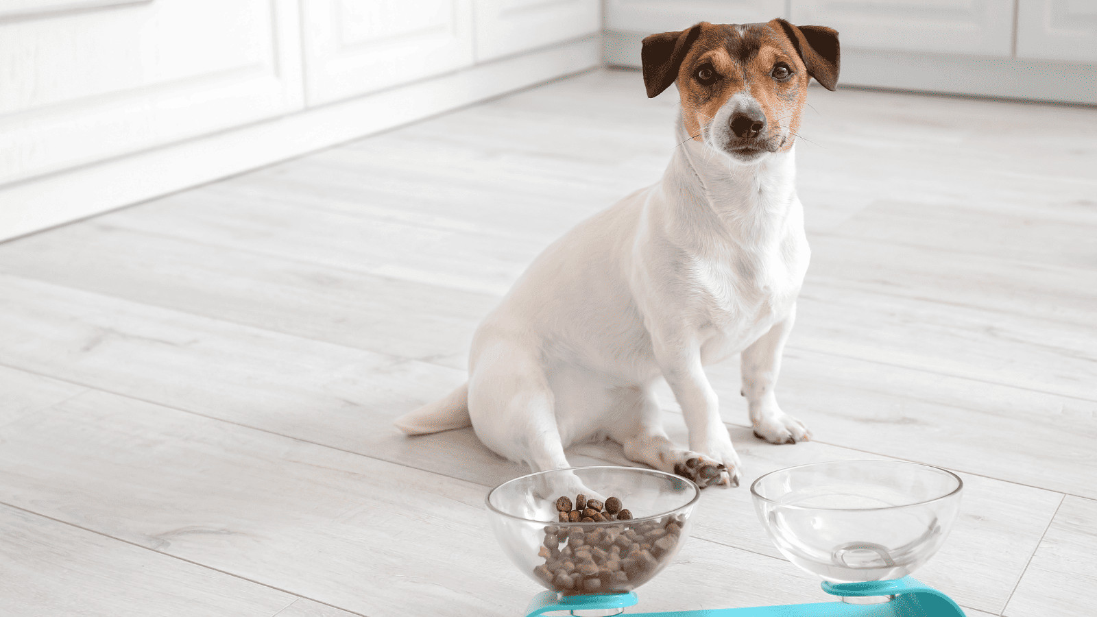 Flying with Fido? 10 Tips for Air Travel With Pets 6 Dog with Food and Water
