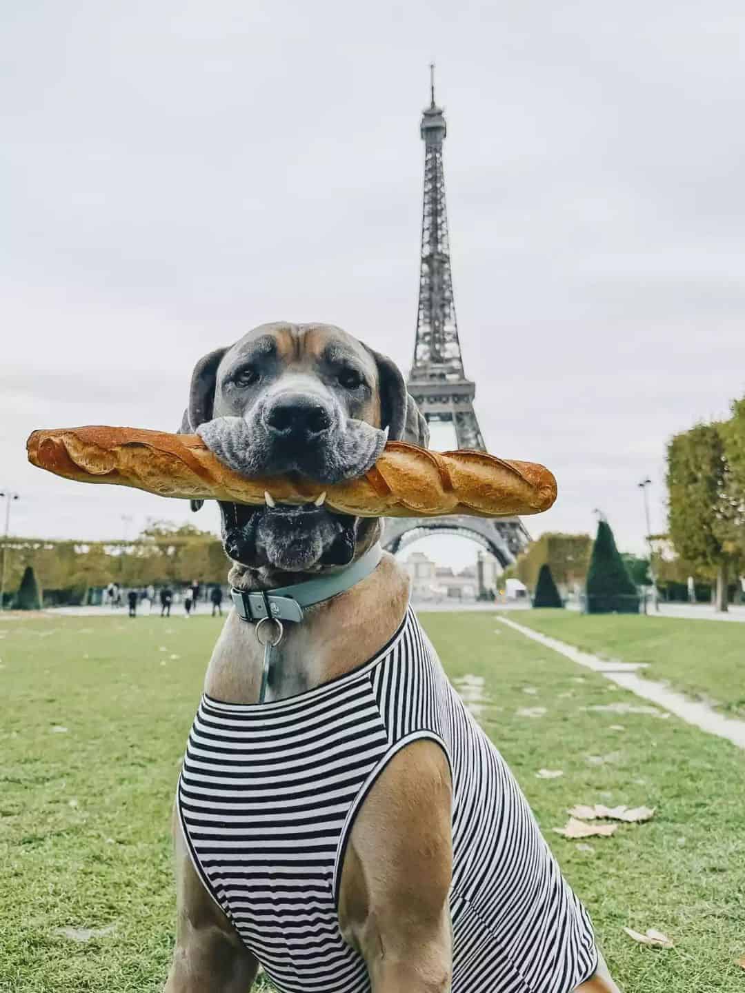 This Couple Shows the Cost of Flying their Dogs to Europe