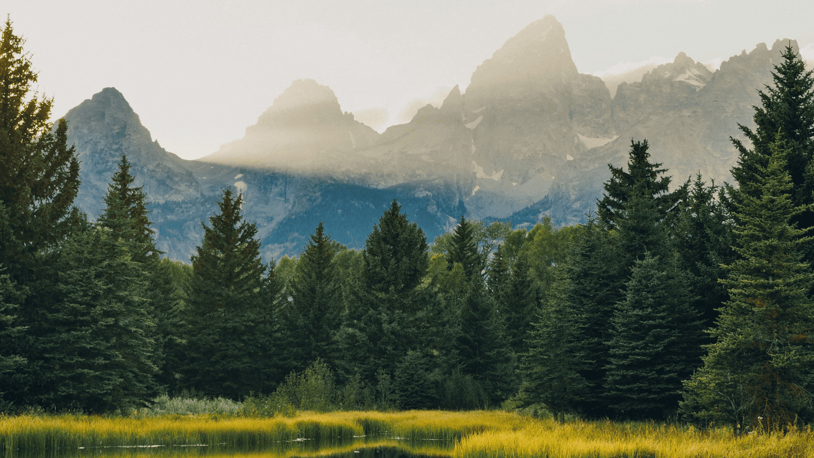 9 Game-Changing Hacks for Summer National Park Trips 1 National Park Trees