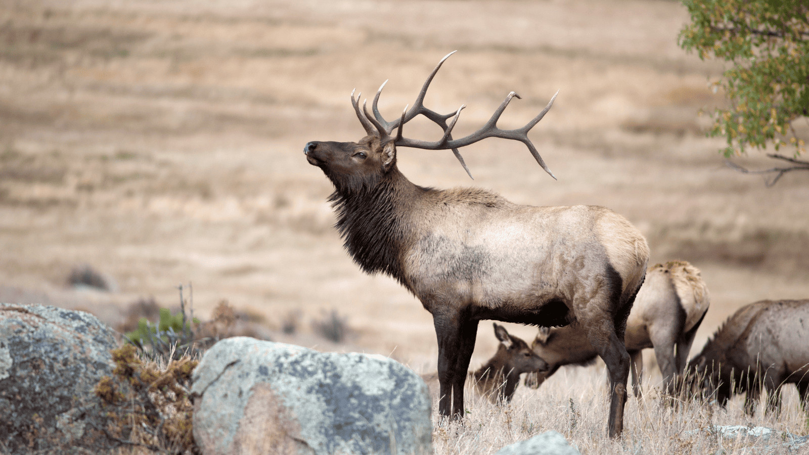 An Ultimate Guide to the Rocky Mountain National Park 7 North American Elk
