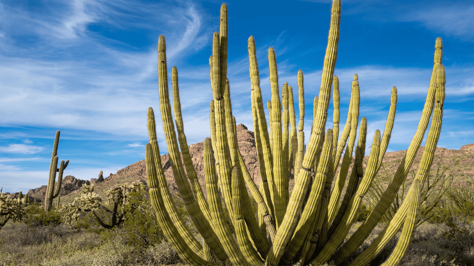 13 Jaw-Dropping National Monuments That Define American Beauty 7 Organ Pipe Cactus National Monument