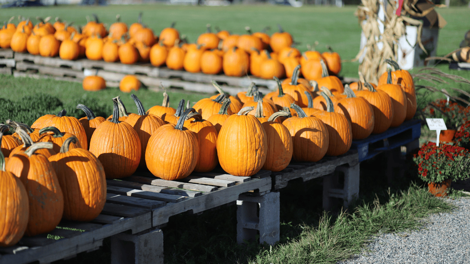 10 Expert Tips for Planning Fall Travel (Yes, Now) 8 Pumpkin Patch