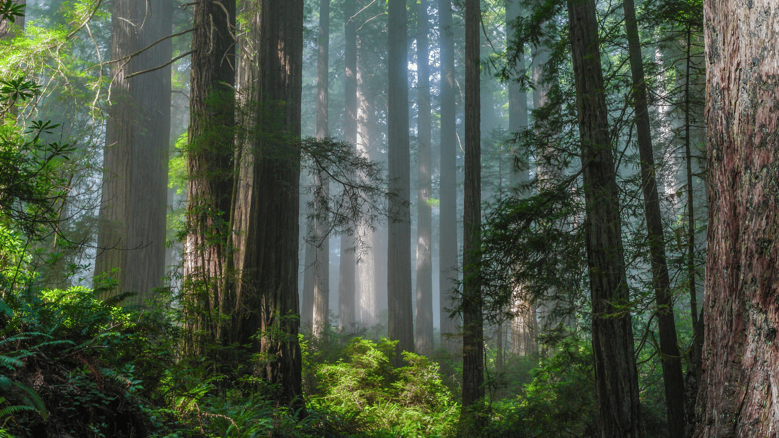 Redwood National Park California