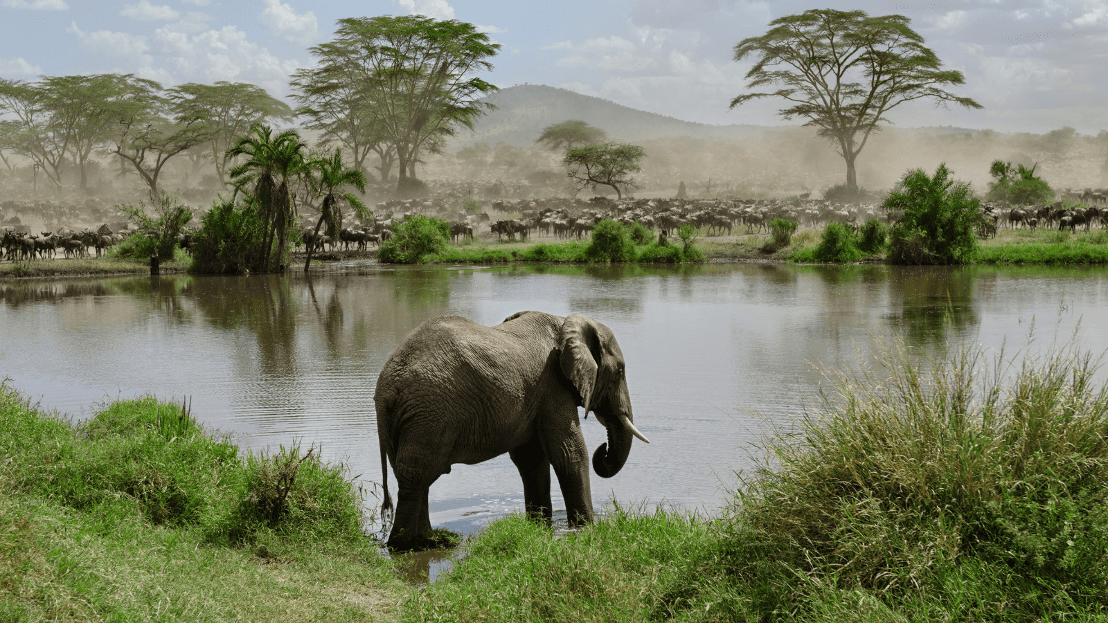 10 Spectacular Destinations for Wildlife Enthusiasts 2 Serengeti National Park Tanzania