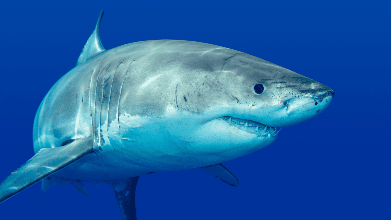 Survival Myths Debunked: Don't Fall for These Deadly Delusions! 4 Shark
