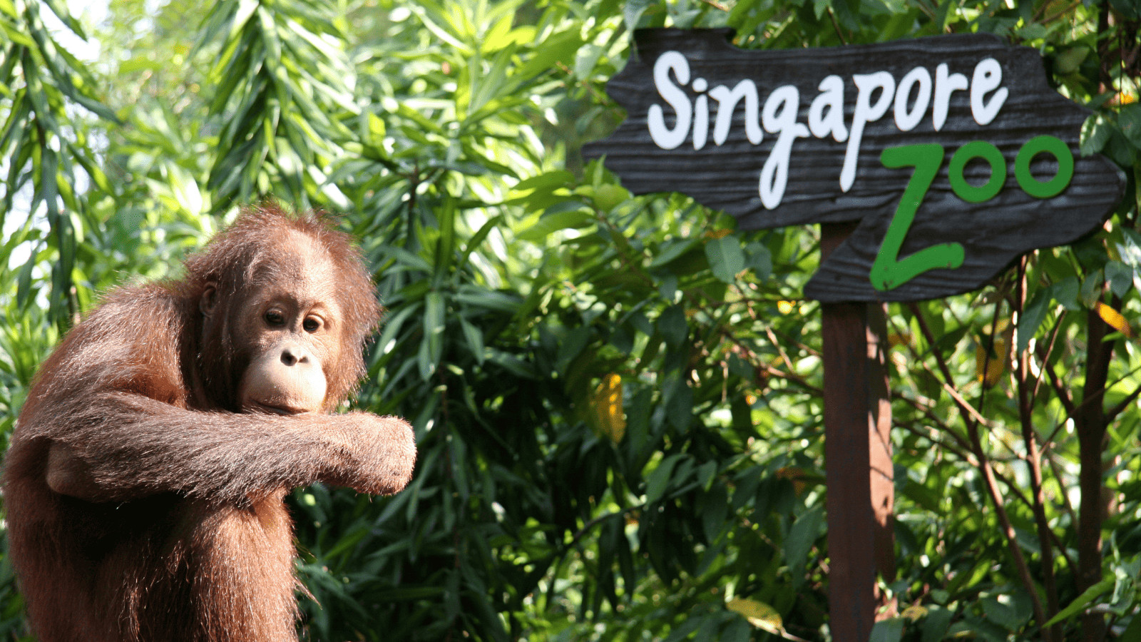 Top 11 Singapore Attractions That You Won’t Want to Miss 7 Singapore Zoo