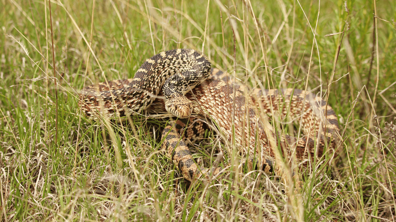 Survival Myths Debunked: Don't Fall for These Deadly Delusions! 3 Snake Bite
