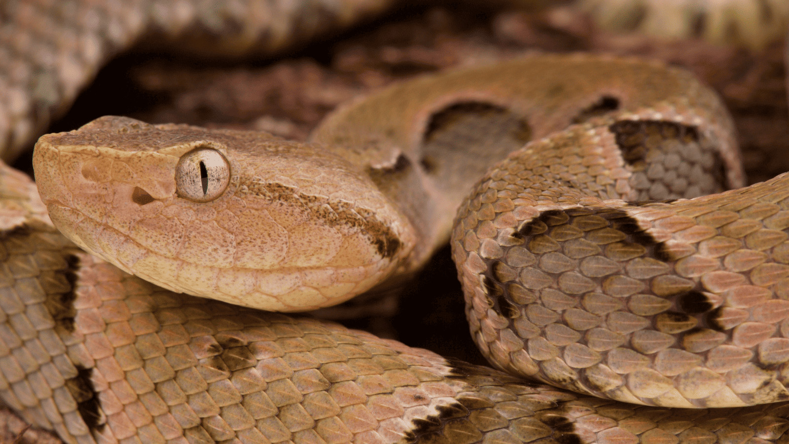 Snake Island Brazil