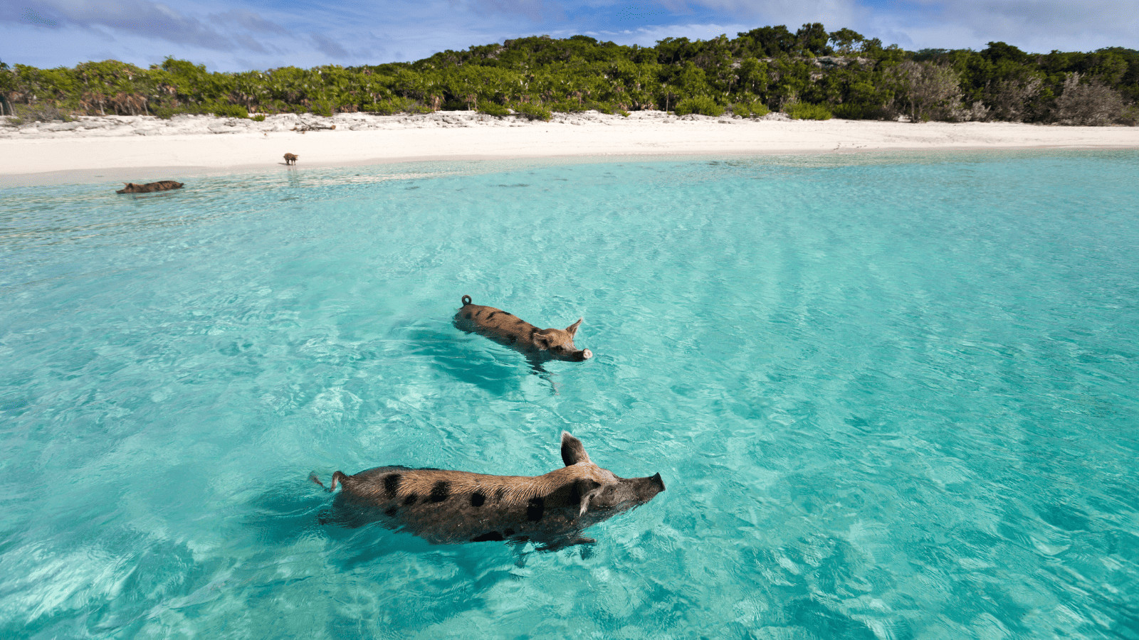 10 Bizarre Tours You Won't Believe Actually Exist 8 Pigs in Bahamas