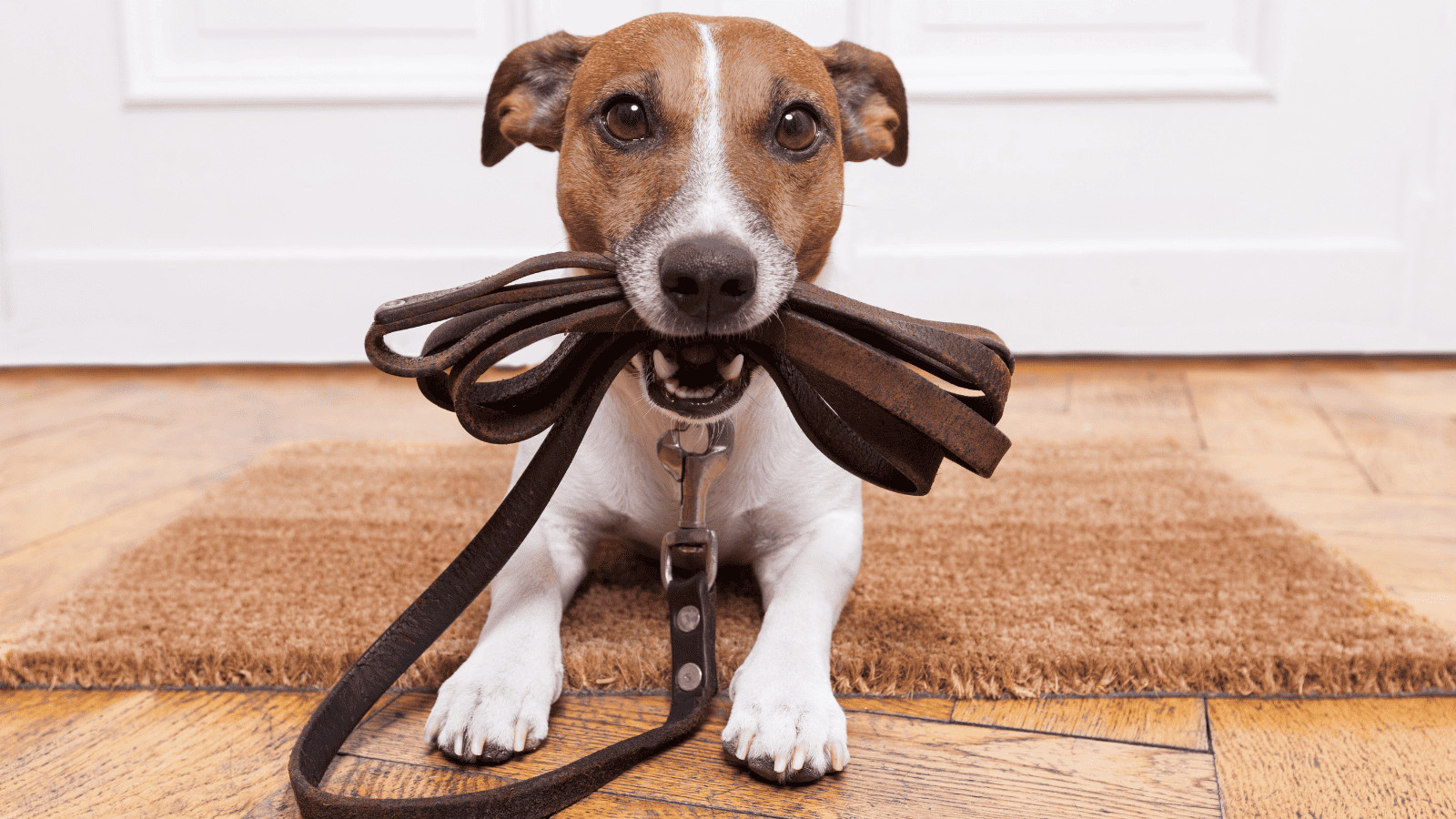 Flying with Fido? 10 Tips for Air Travel With Pets 7 Dog with Leash