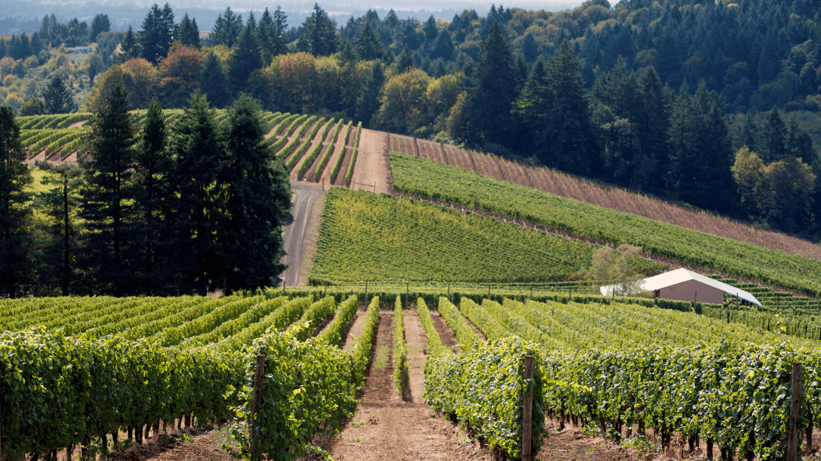 The Underrated US Wine Regions You Must Visit in 2023 3 US Winery