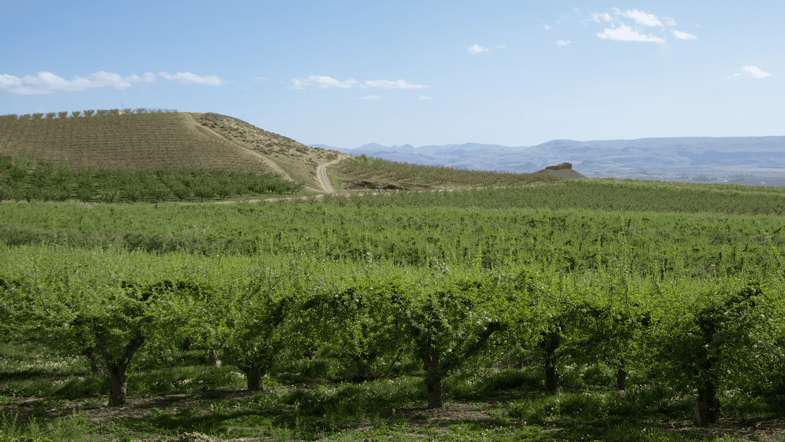 The Underrated US Wine Regions You Must Visit in 2023 5 Vineyard