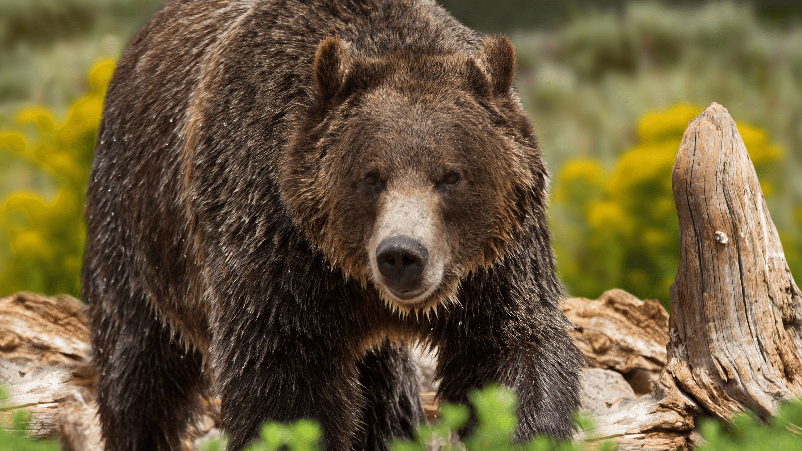 How To Stay Safe When Visiting National Parks 3 Wildlife in National Park