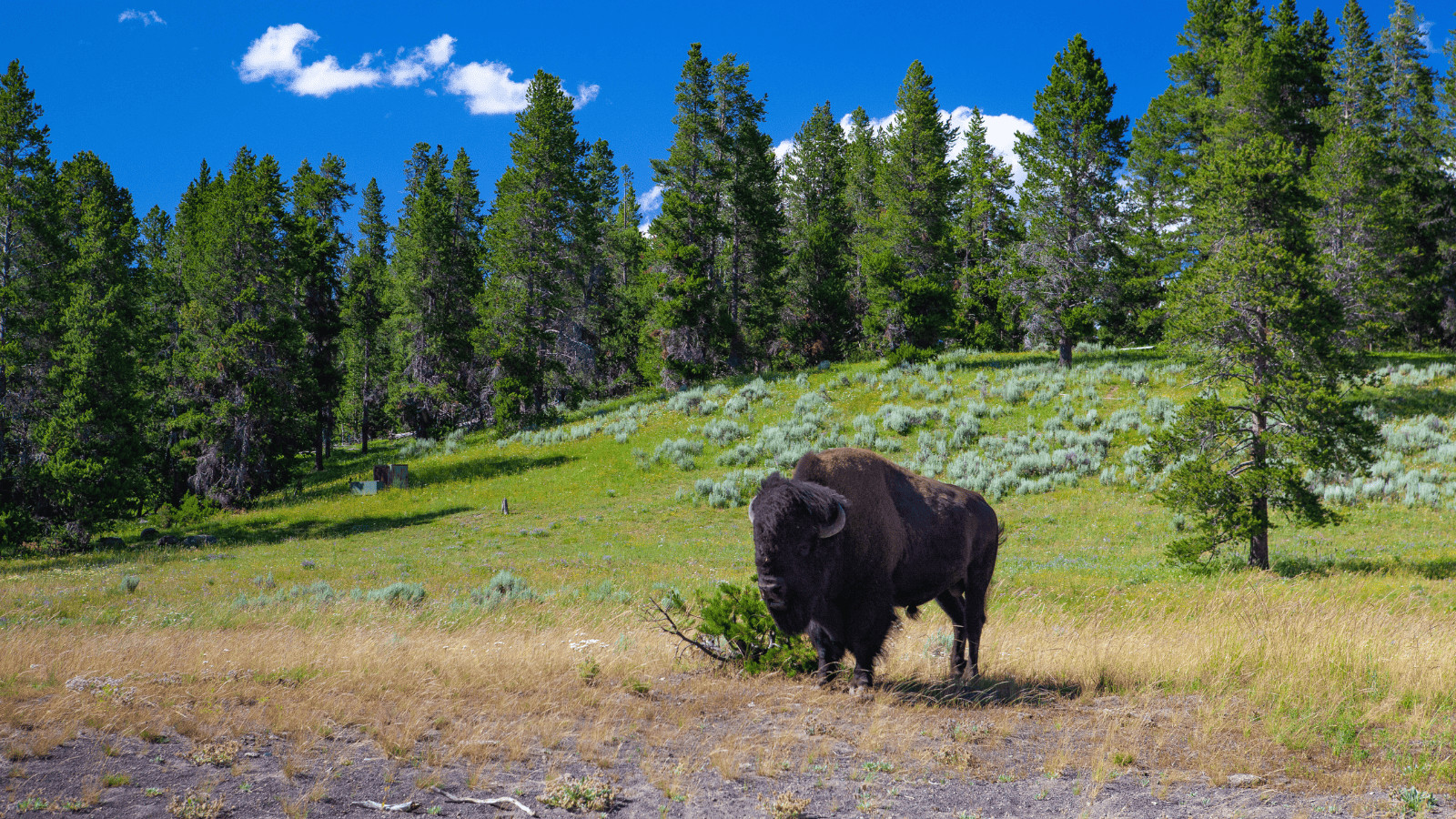 10 Spectacular Destinations for Wildlife Enthusiasts 8 Yellowstone National Park Wyoming USA