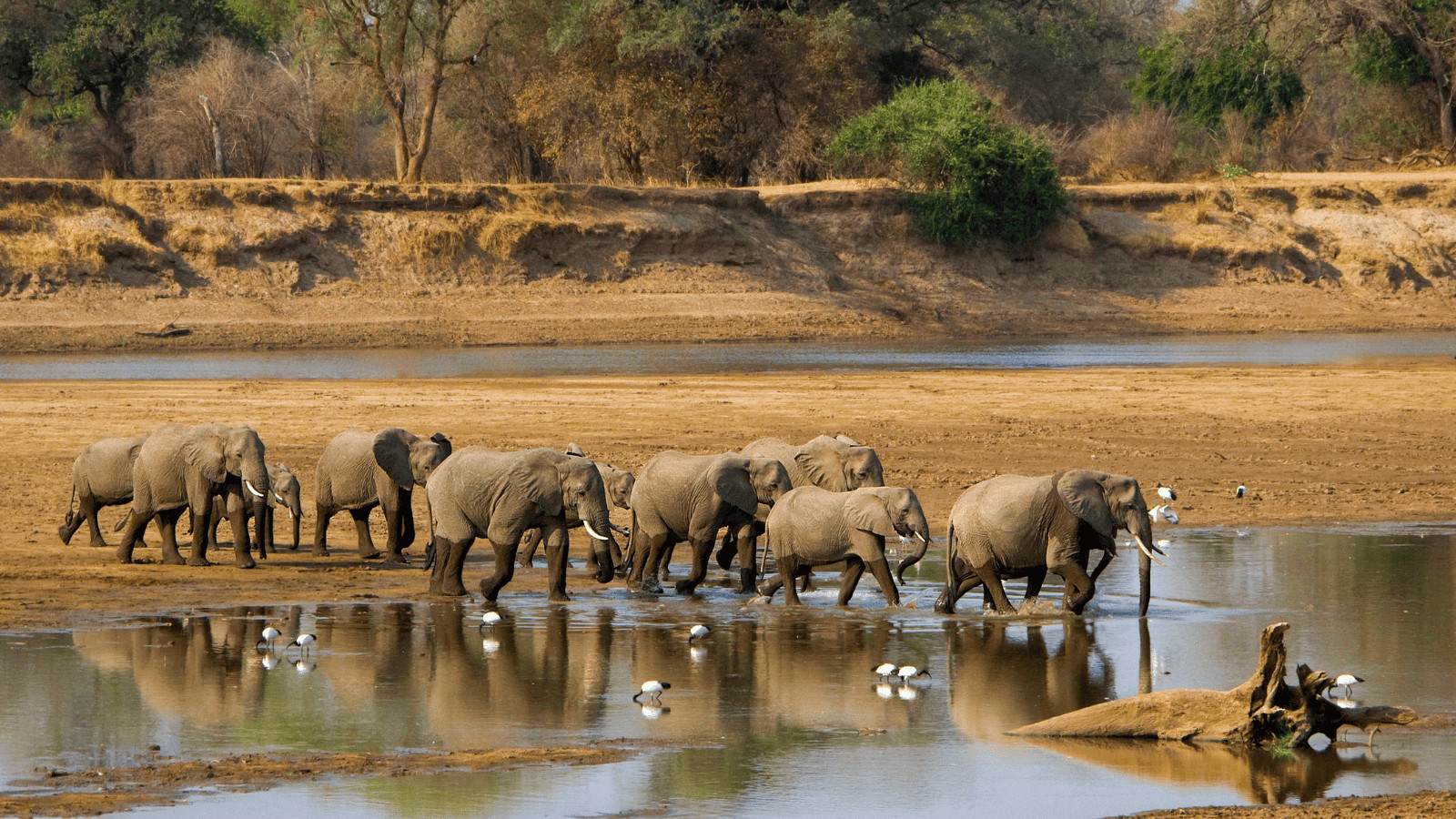 Zambia