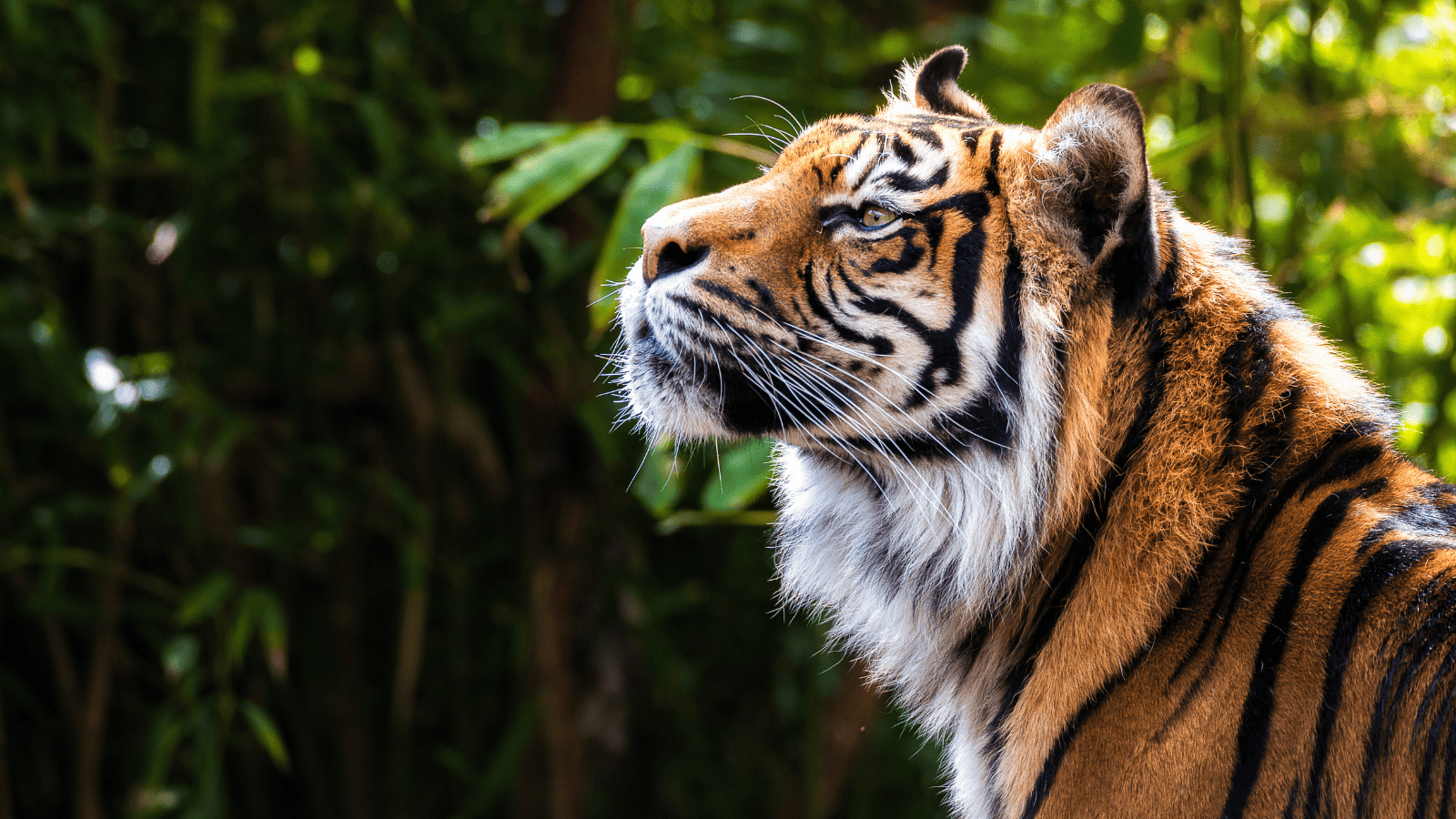 Bengal Tiger India