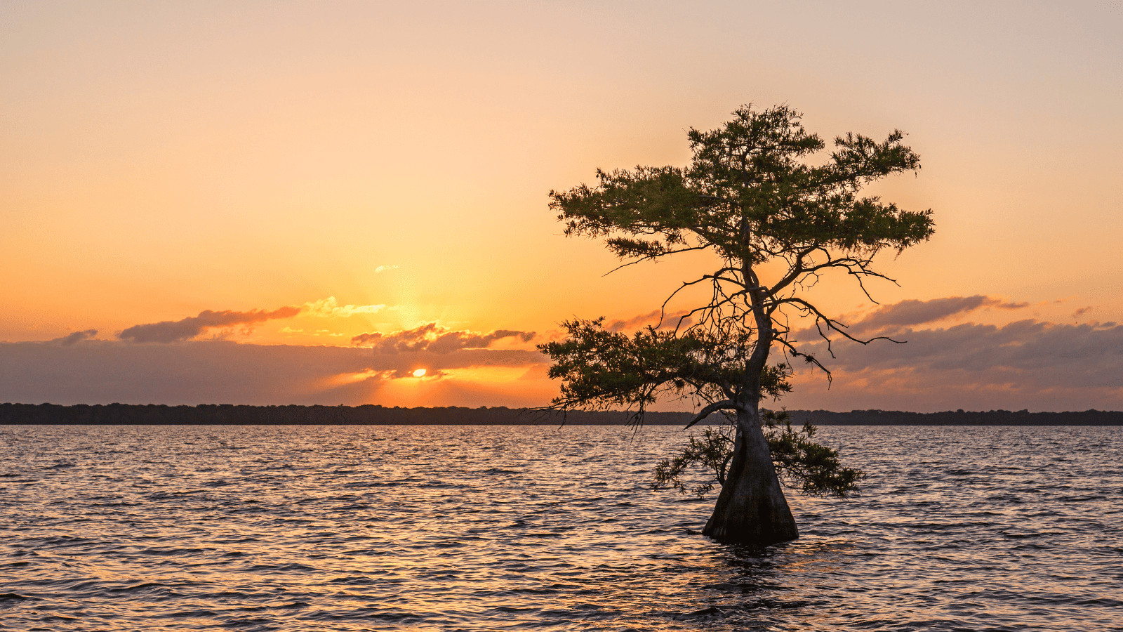 Discover the 16 Best Lakes in Florida 7 Blue Cypress Lake
