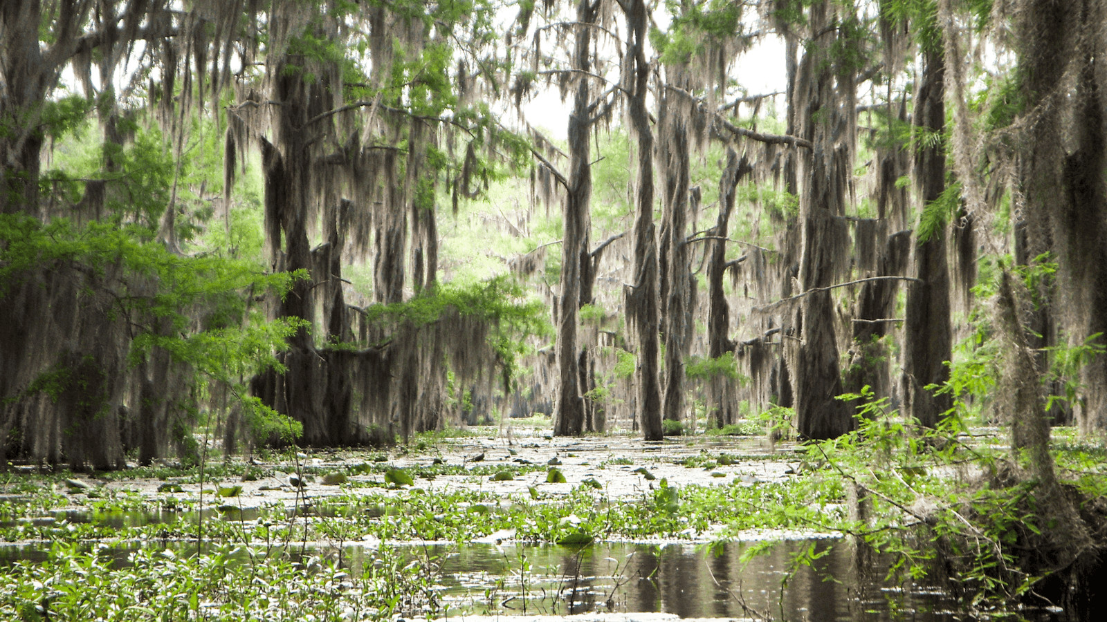 Unveiling the 18 Best Lakes in Texas for Your Ultimate Water Adventure 8 Caddo Lake 1