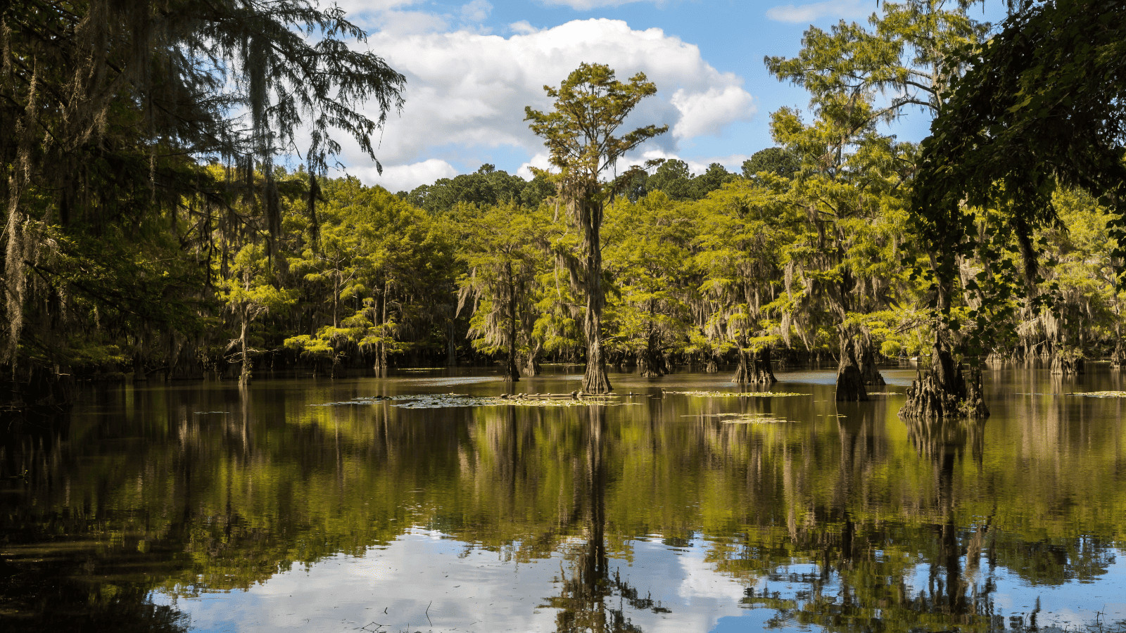 Caddo Lake Texas and Louisiana