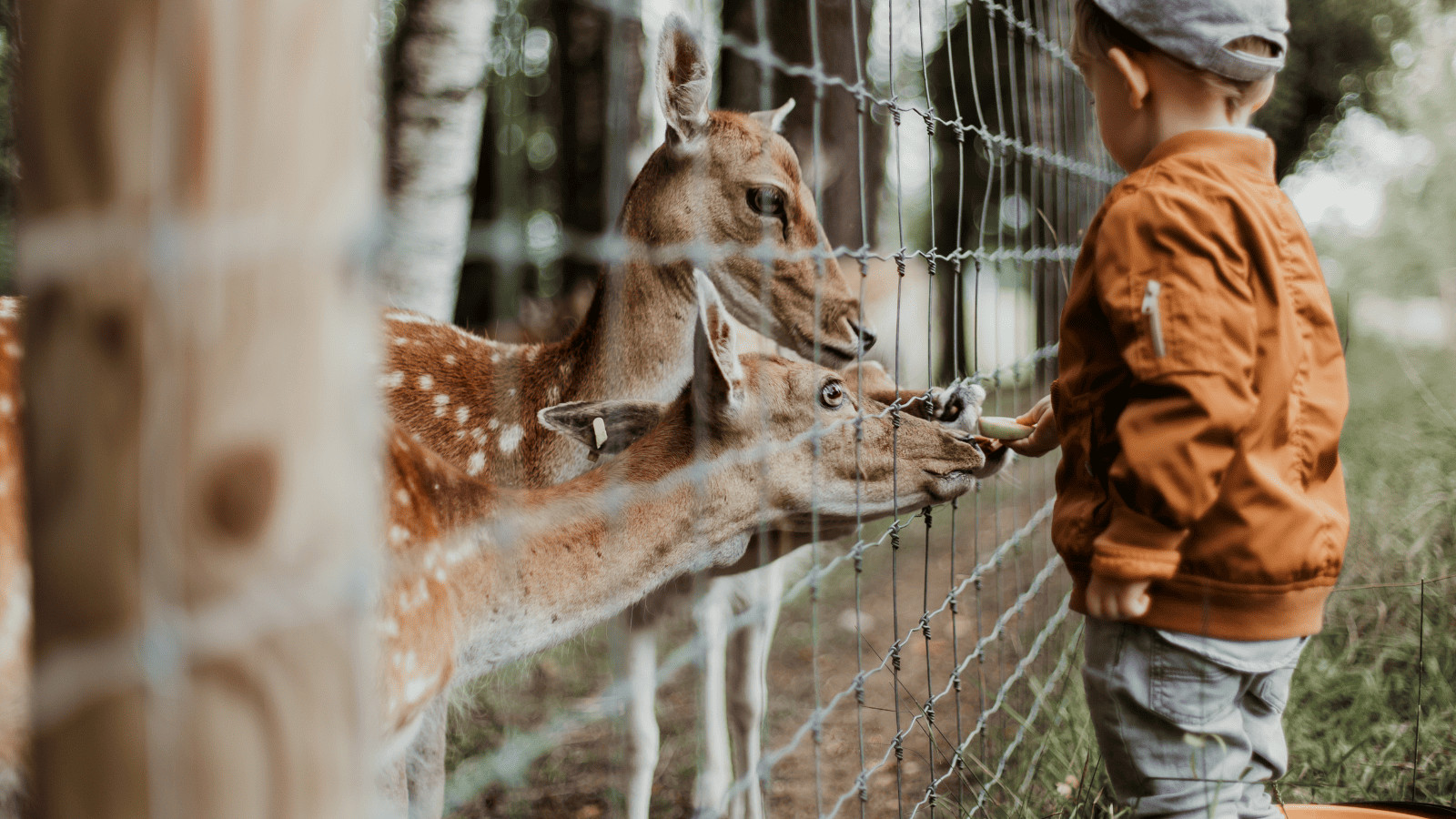 Feeding zoo