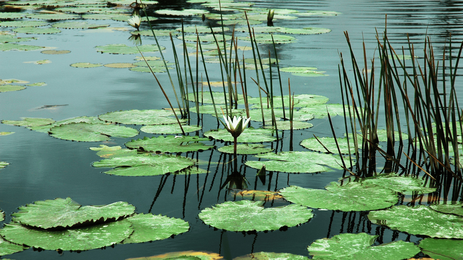 Escape to New Jersey Lakes: Discover 14 Unforgettable Destinations 14 Lily pads on lake