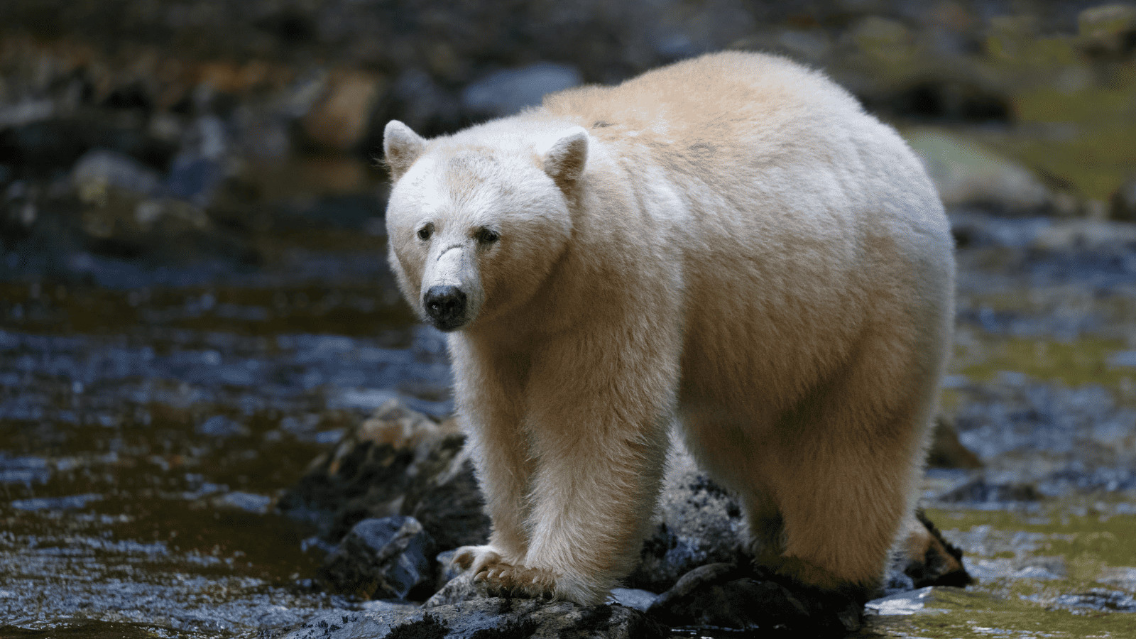 Embark on a Green Getaway: Exploring Forests Around the World 4 Great Bear Rainforest, Canada