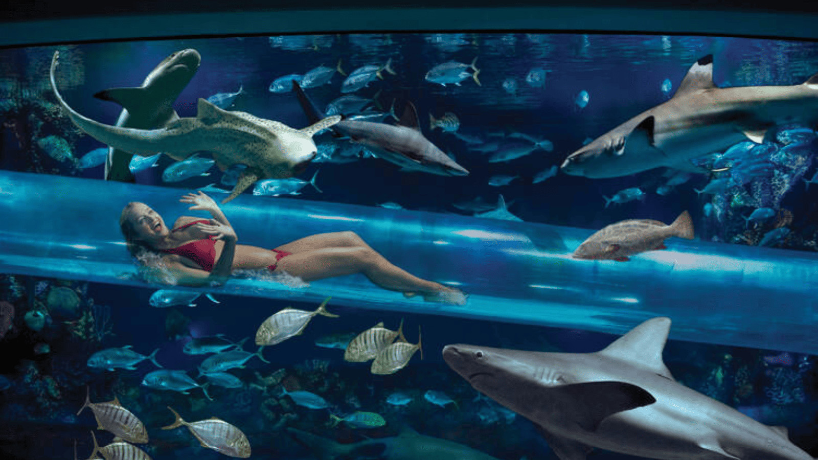 Dive into Luxury: America's Most Unforgettable Pool Escapes 2 The Tank at the Golden Nugget, Las Vegas