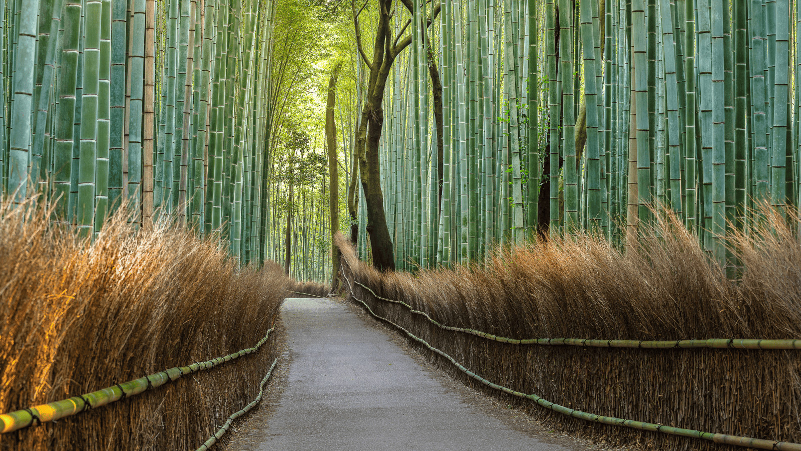 Embark on a Green Getaway: Exploring Forests Around the World 8 Arashiyama Bamboo Grove, Japan